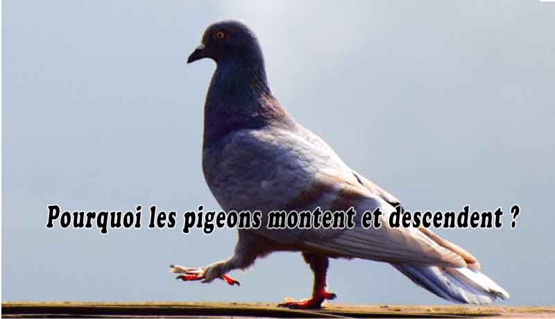 Pourquoi les pigeons montent et descendent