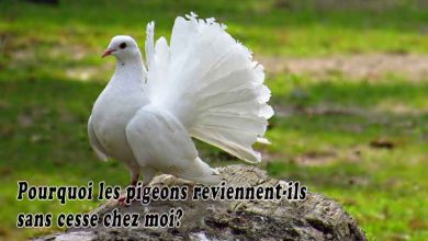 Pourquoi les pigeons reviennent-ils sans cesse chez moi