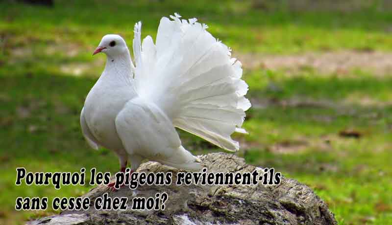 Pourquoi les pigeons reviennent-ils sans cesse chez moi