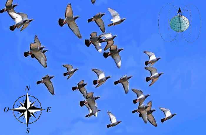 Pourquoi les pigeons reviennent-ils sans cesse chez moi - pigeons ont un sens de l'orientation très développé