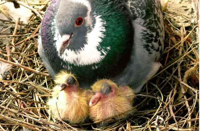 Pourquoi les pigeons reviennent-ils sans cesse chez moi - igeons élèvent constamment des bébés