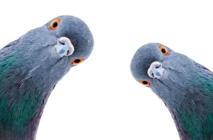 Pourquoi les pigeons reviennent-ils sans cesse chez moi - Les pigeons ont un grand sens de l'odorat