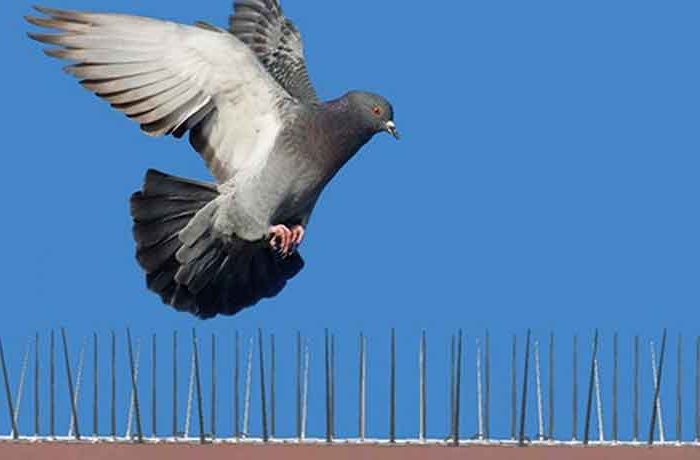 Pourquoi les pigeons reviennent-ils sans cesse chez moi - Comment éloigner les pigeons de ma maison