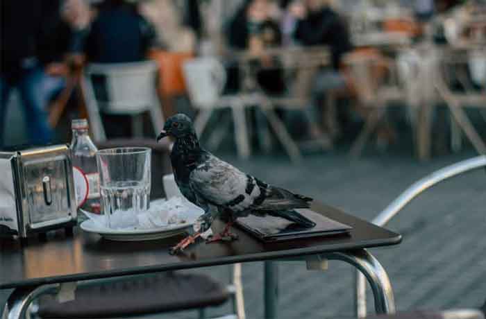 Pourquoi les pigeons reviennent-ils sans cesse chez moi - Dangers et dommages matériels liés aux pigeons