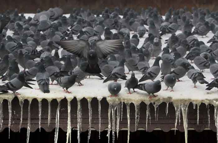 Pourquoi les pigeons reviennent-ils sans cesse chez moi - Dangers et dommages matériels liés aux pigeons