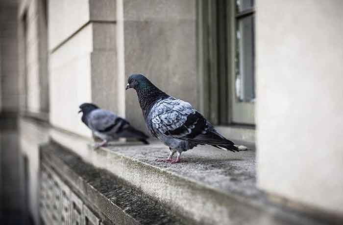 Pourquoi les pigeons reviennent-ils sans cesse chez moi - Comment éloigner les pigeons de ma maison