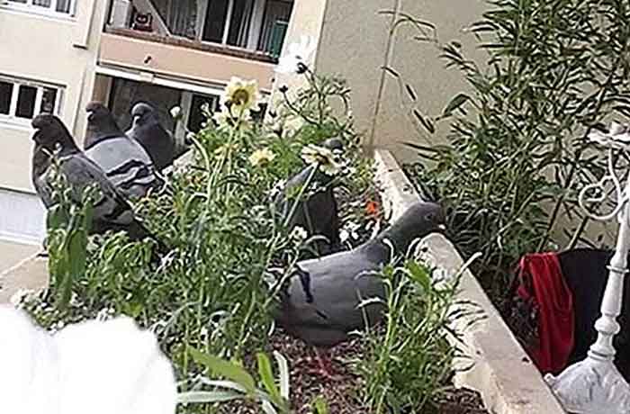 Pourquoi les pigeons reviennent-ils sans cesse chez moi - Comment éloigner les pigeons de mon jardin