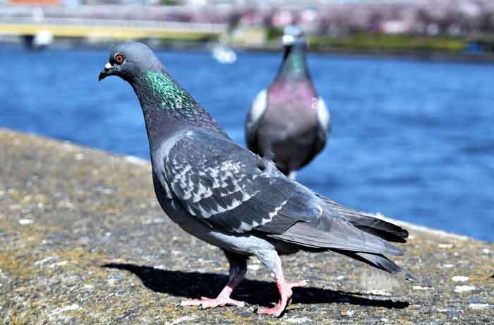 Pourquoi les pigeons reviennent-ils sans cesse chez moi - Rendez les zones de perchage peu attrayantes