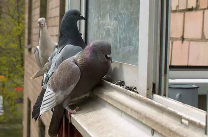 Pourquoi les pigeons reviennent-ils sans cesse chez moi - Remèdes maison pour se débarrasser des pigeons