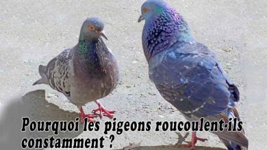 Pourquoi les pigeons roucoulent-ils constamment