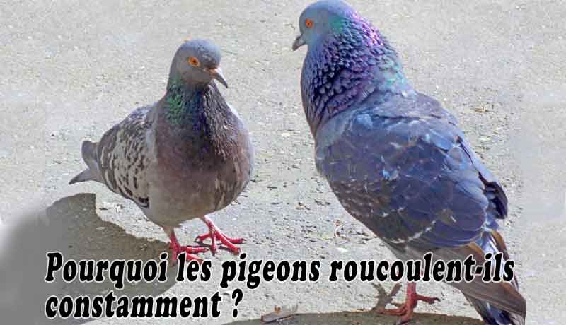 Pourquoi les pigeons roucoulent-ils constamment