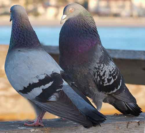 Pourquoi les pigeons roucoulent-ils constamment 
