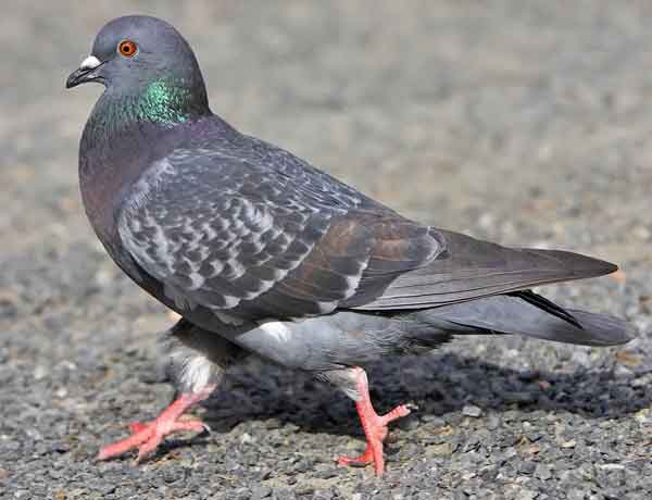 Pourquoi les pigeons roucoulent-ils constamment 