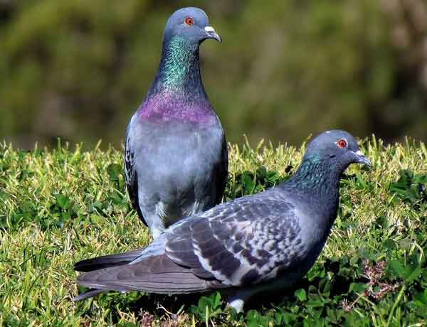 Pourquoi les pigeons roucoulent-ils constamment 