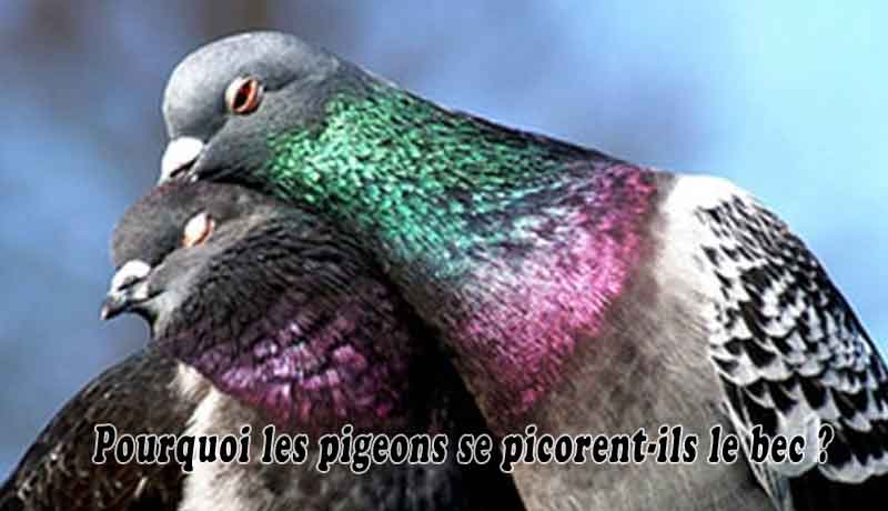 Pourquoi les pigeons se picorent-ils le bec