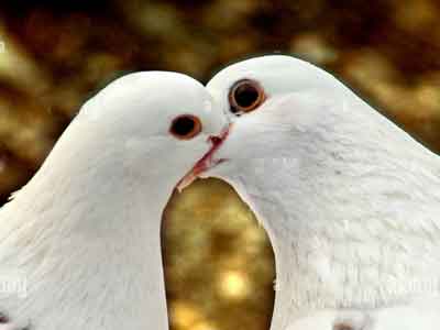 Pourquoi les pigeons se picorent-ils le bec - baiser des pigeons