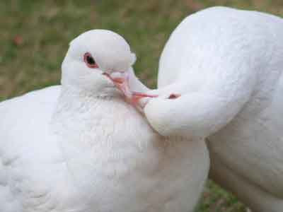 Pourquoi les pigeons se picorent-ils le bec - baiser des pigeons