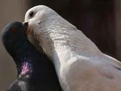 Pourquoi les pigeons se picorent-ils le bec - baiser des pigeons