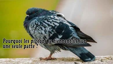 Pourquoi les pigeons se tiennent-ils sur une seule patte