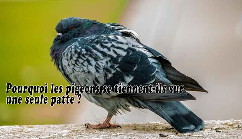 Pourquoi les pigeons se tiennent-ils sur une seule patte