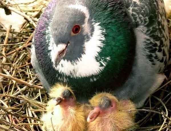 Pourquoi les pigeons tuent-ils leurs bébés