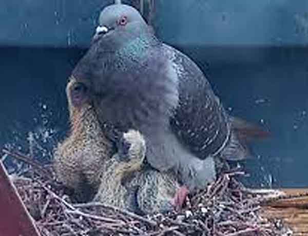 Pourquoi les pigeons tuent-ils leurs bébés