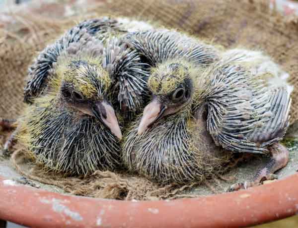 Pourquoi les pigeons tuent-ils leurs bébés