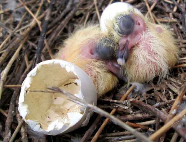 Pourquoi les pigeons tuent-ils leurs bébés