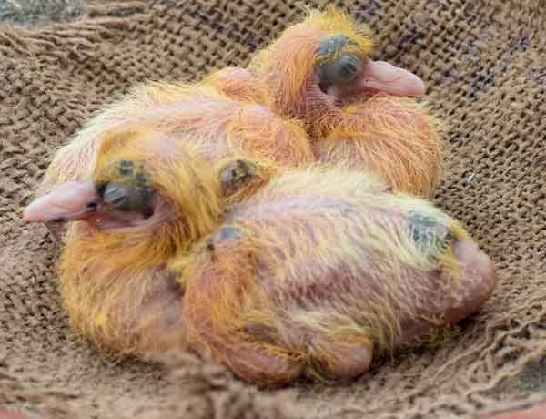 Pourquoi les pigeons tuent-ils leurs bébés