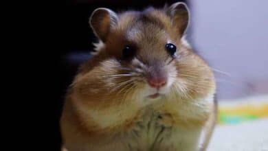 Pourquoi mon Hamster a de grosses boules?