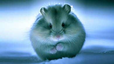 Pourquoi mon Hamster a froid?