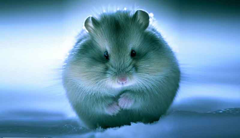 Pourquoi mon Hamster a froid?