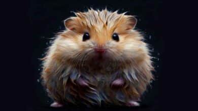 Pourquoi mon Hamster a l'air mouillé