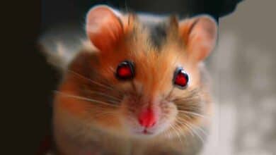 Pourquoi mon Hamster a les yeux rouges