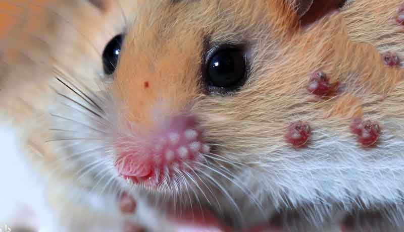 Pourquoi mon Hamster a-t-il des acariens