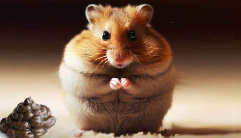 Pourquoi mon Hamster a-t-il la diarrhée?