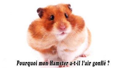 https://www.aniimoo.com/petits-animaux/hamsters/pourquoi-mon-hamster-a-t-il-lair-gonfle/