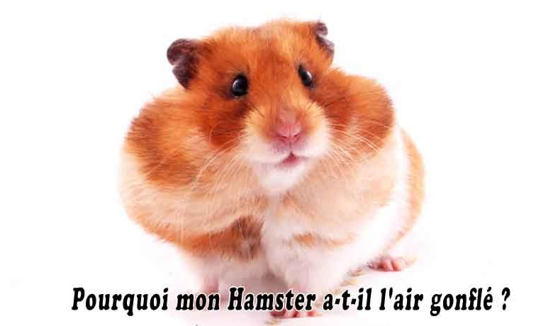 https://www.aniimoo.com/petits-animaux/hamsters/pourquoi-mon-hamster-a-t-il-lair-gonfle/
