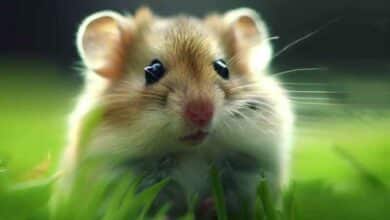 Pourquoi mon Hamster a-t-il l’air gras