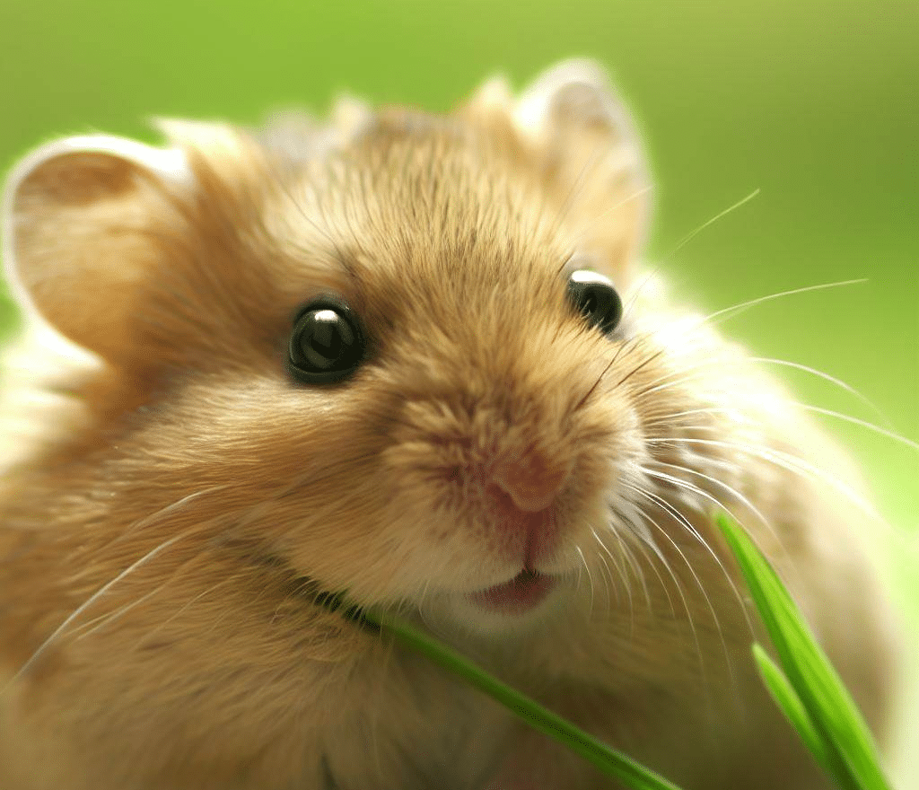 Pourquoi mon Hamster a-t-il l’air gras?