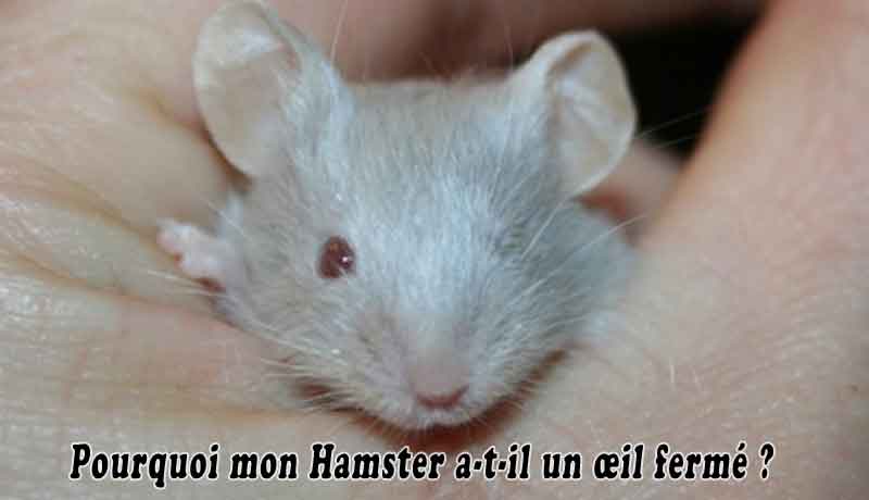 Pourquoi mon Hamster a-t-il un œil fermé