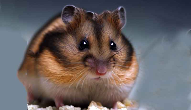 Pourquoi mon Hamster a-t-il une bosse?