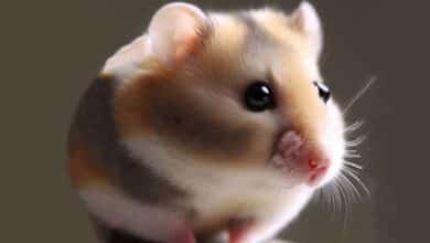 Pourquoi mon Hamster a-t-il une tache chauve