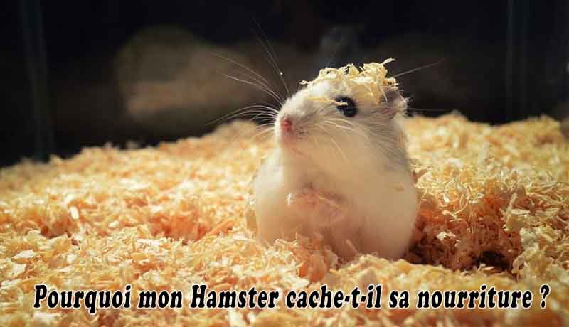 Pourquoi mon Hamster cache-t-il sa nourriture