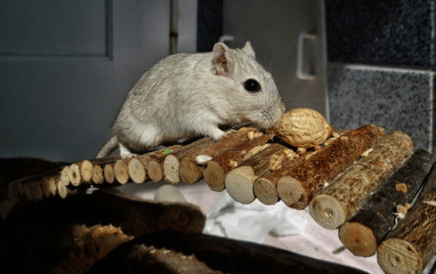  Pourquoi mon Hamster cache-t-il sa nourriture?