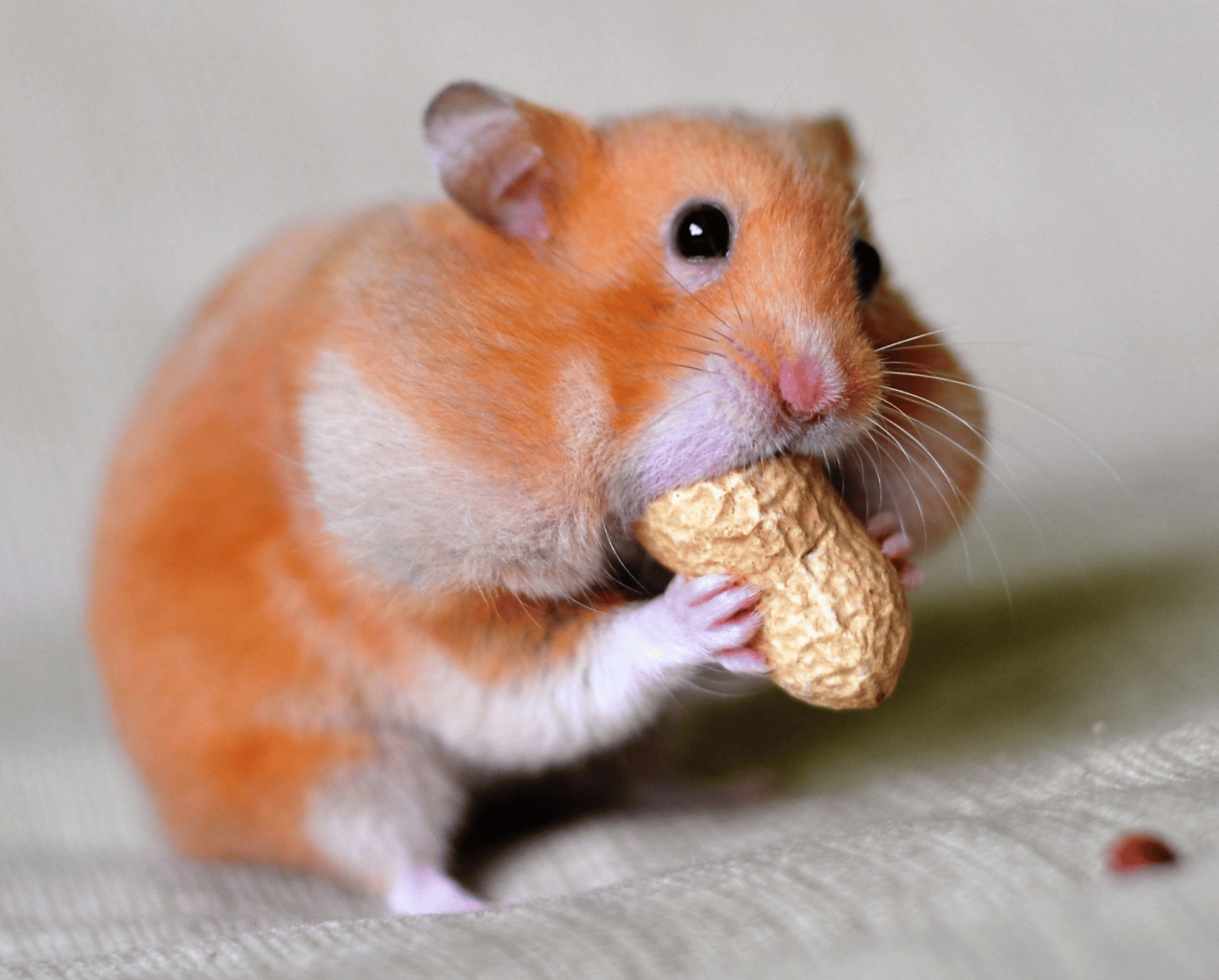  Pourquoi mon Hamster cache-t-il sa nourriture?