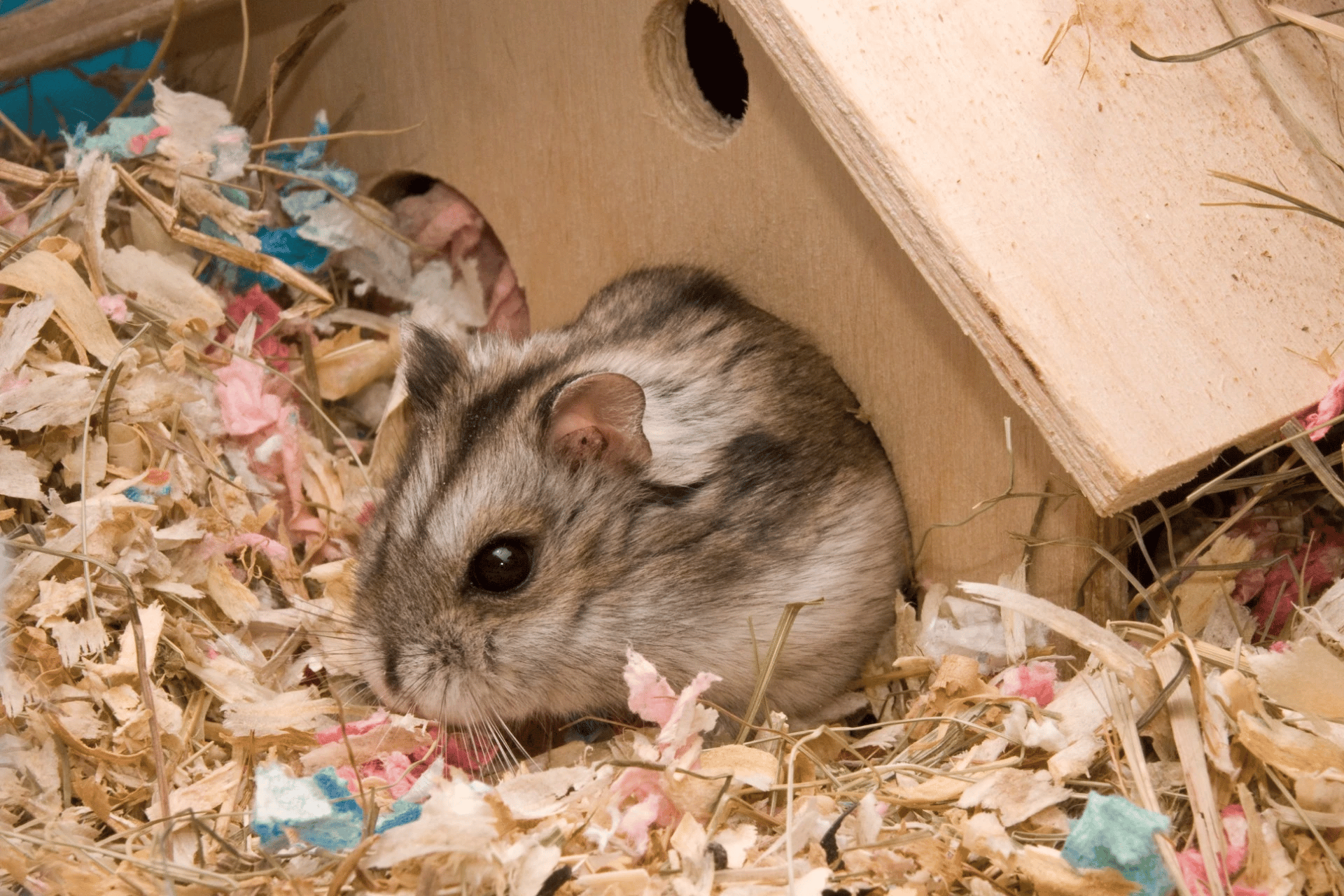  Pourquoi mon Hamster cache-t-il sa nourriture?