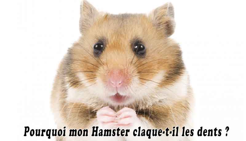 Pourquoi mon Hamster claque-t-il les dents