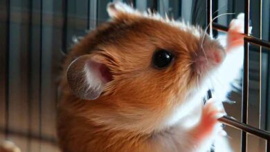 Pourquoi mon Hamster continue-t-il à gratter la cage?