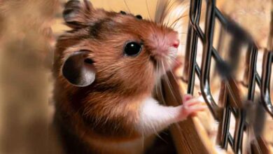 Pourquoi mon Hamster continue-t-il à grimper dans sa cage